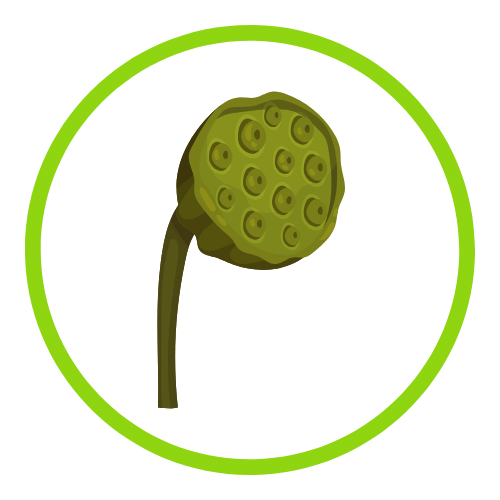 QIT products Flavor - lotus seed